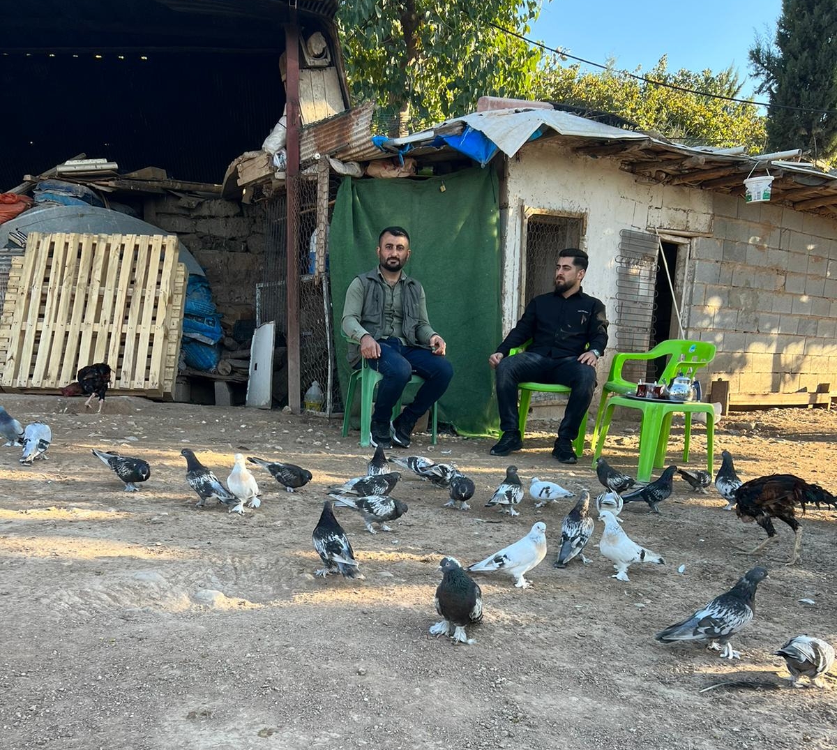 Güvercin mezatında rekor satış