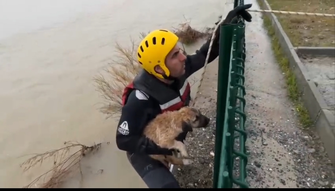 Batman Çayı’na düşen yavru köpek kurtarıldı