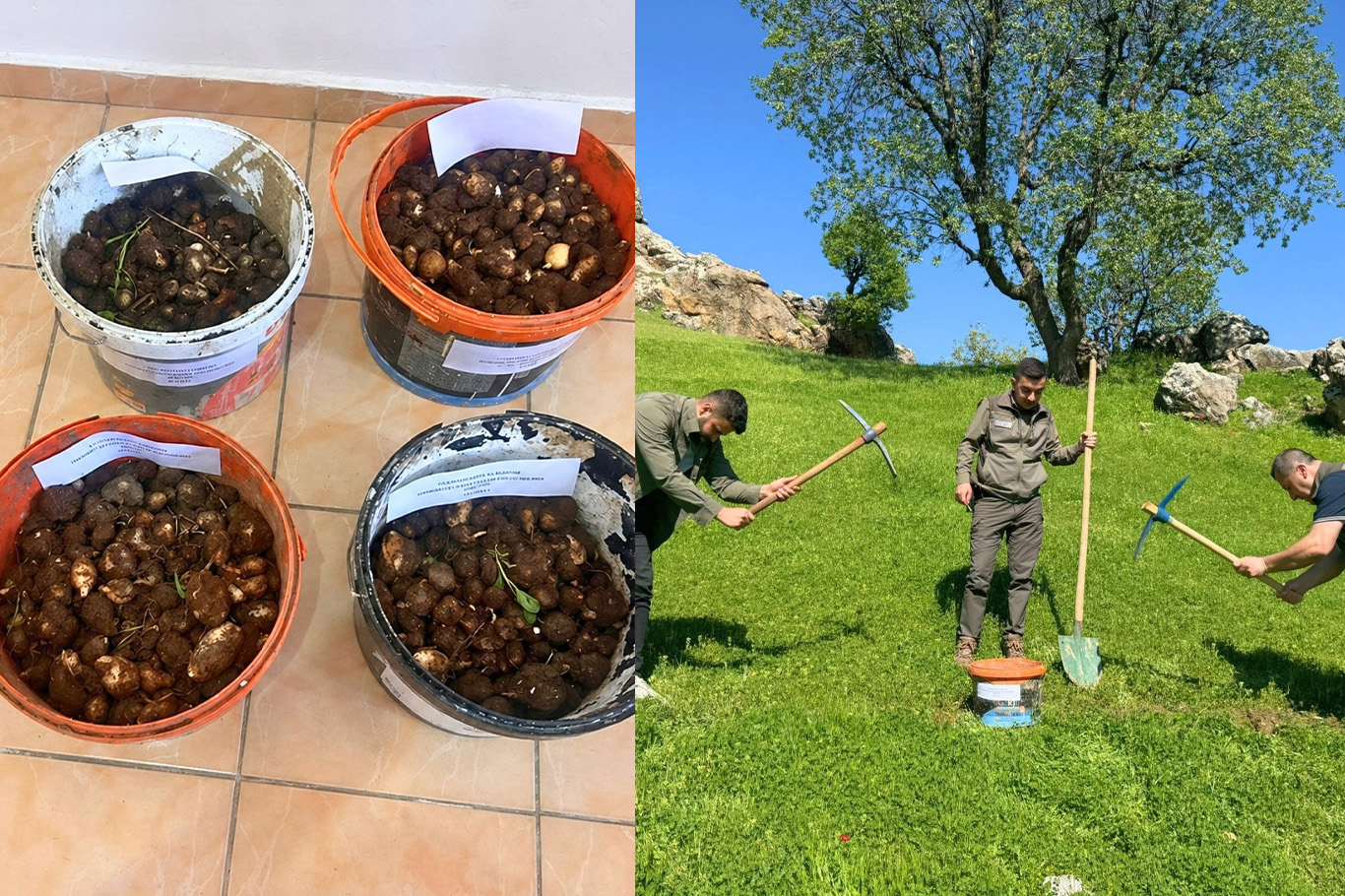 Kaçak salep operasyonu