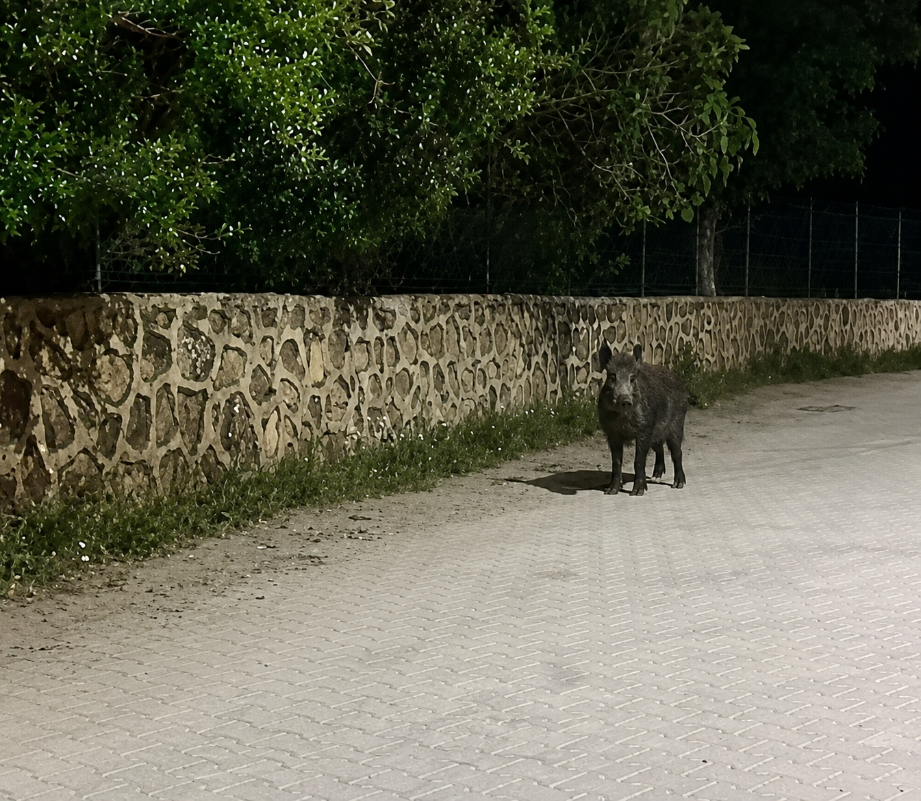 Gece yarısı yaban domuzu paniği