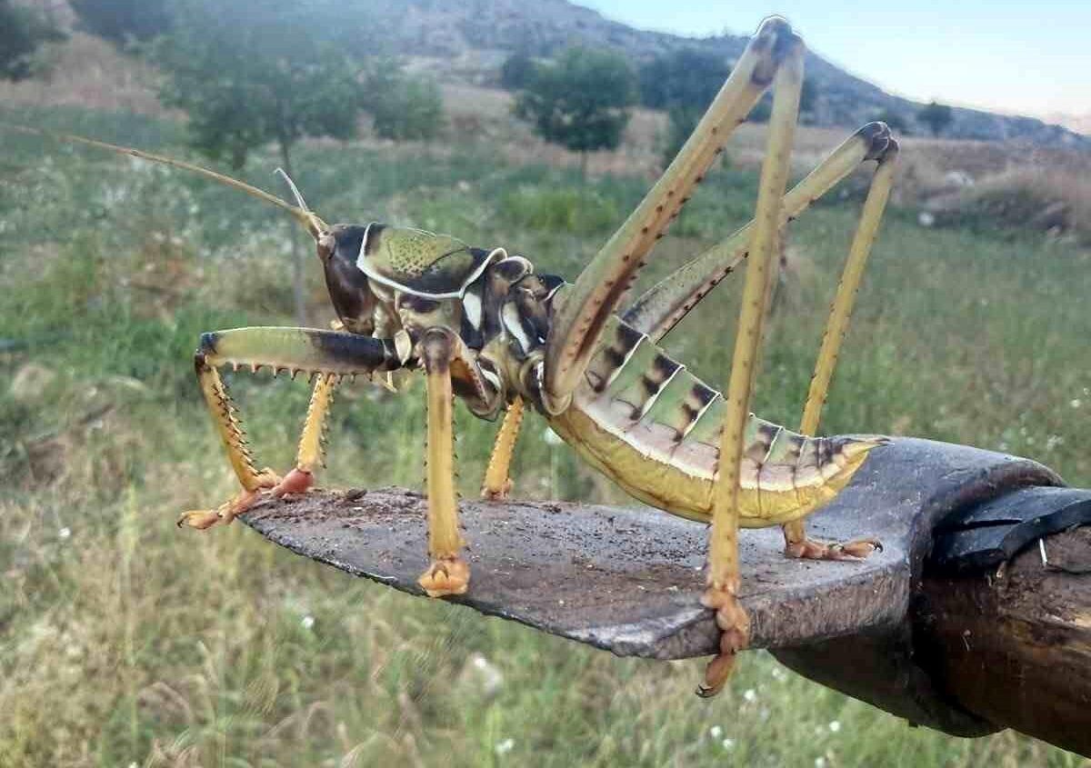 Dev çekirge şaşırttı