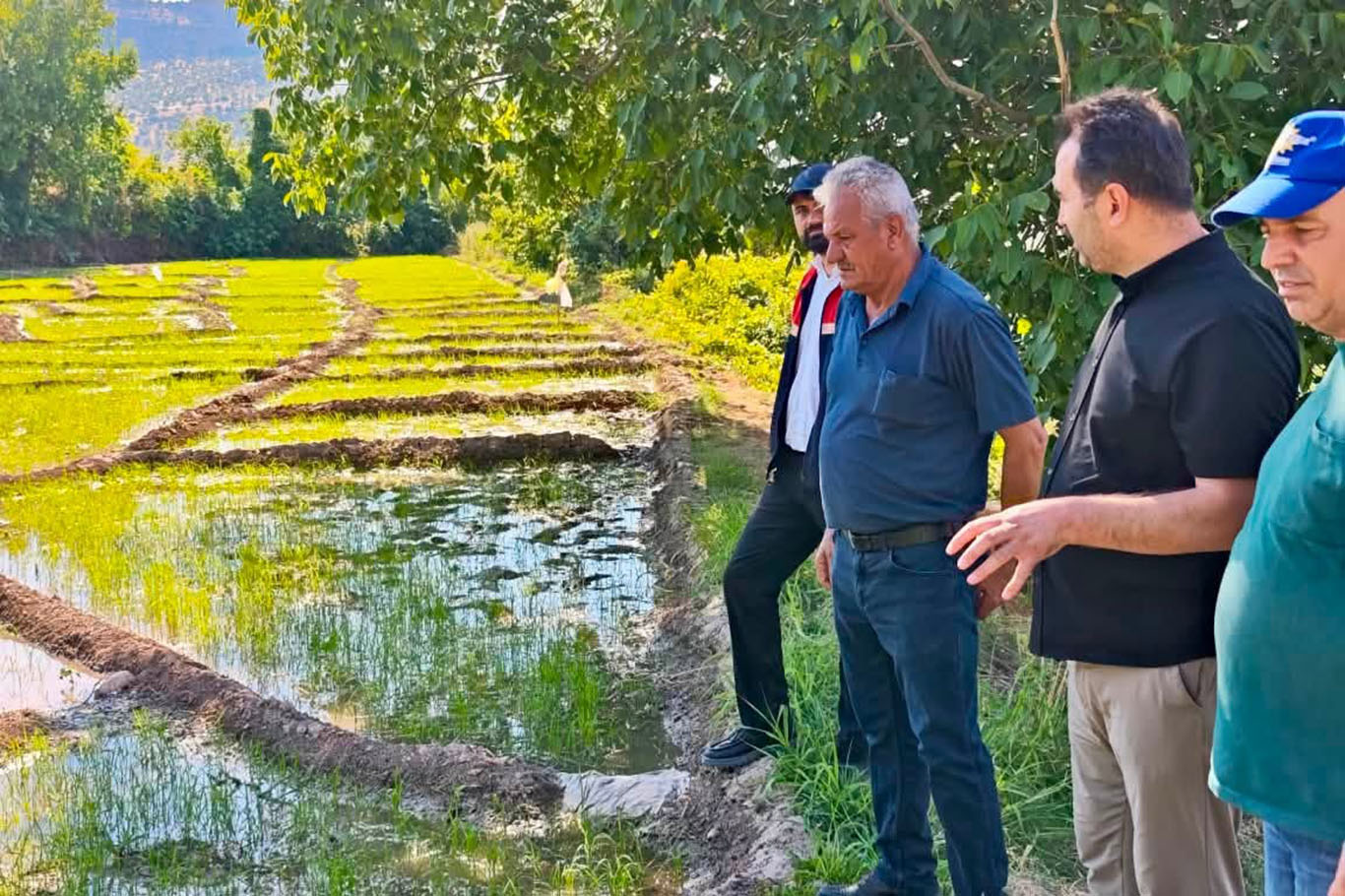 Gönüllü pirincinde verim ve kalite takibi
