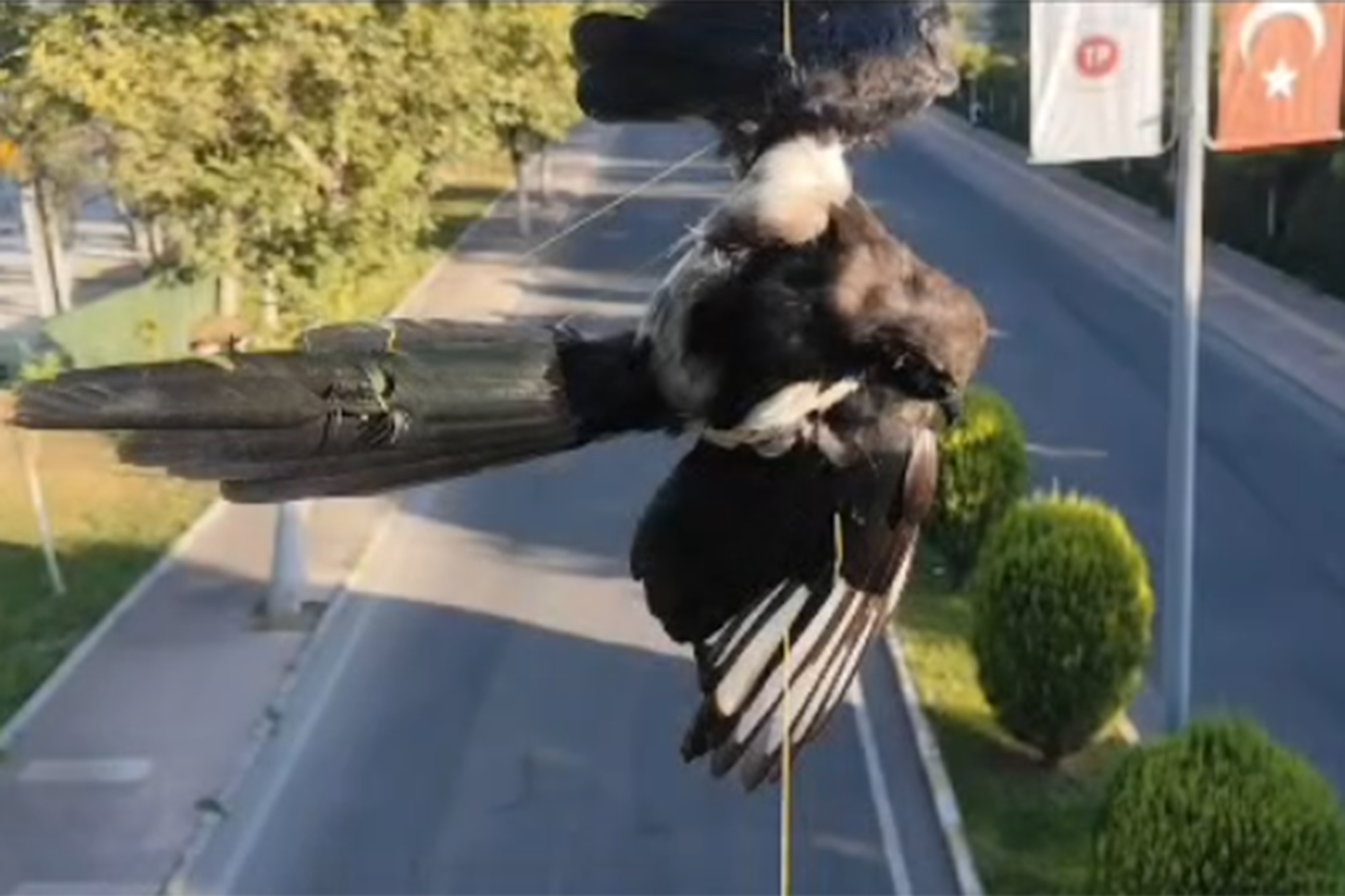 Direğe dolanan kuş kurtarıldı
