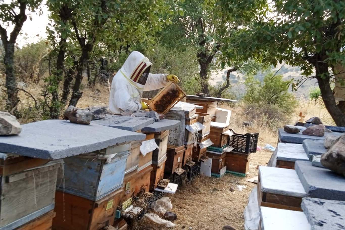 Kehribar balı için hasat başladı