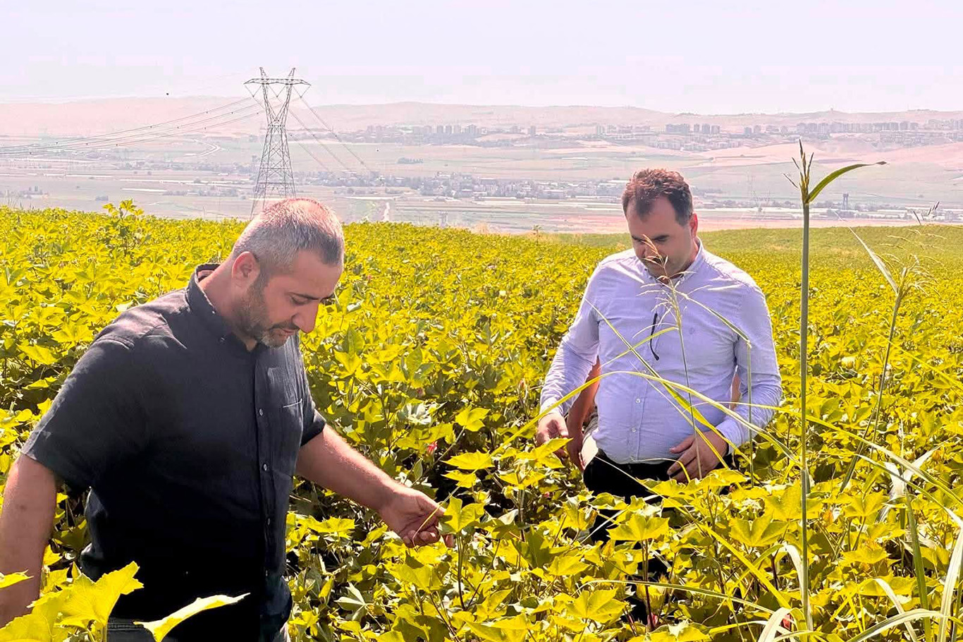 Pamukta verim için sıkı takip