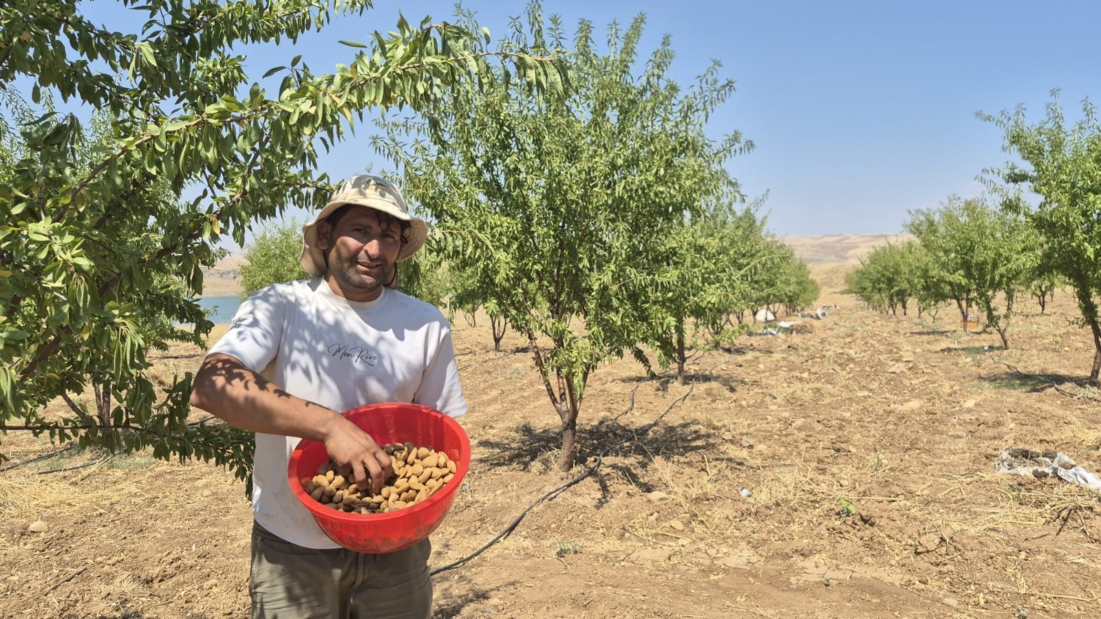 700 Badem ağacı gelir kapısı oldu