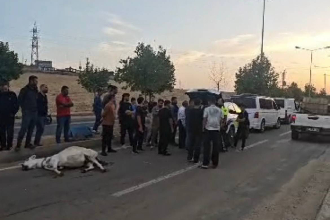 Yola çıkan eşek kazada telef oldu