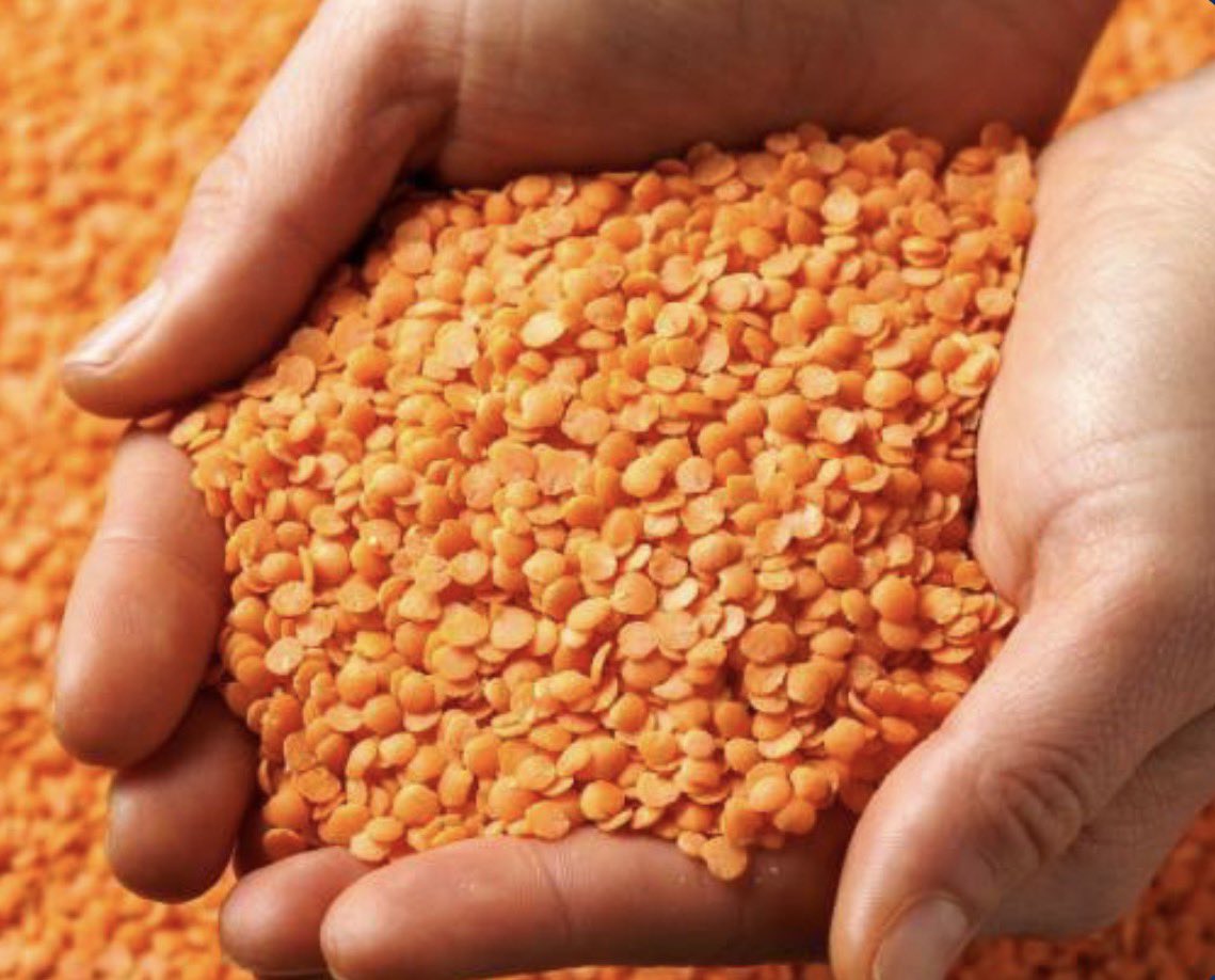 Mercimek tohumu desteği için başvurular başladı