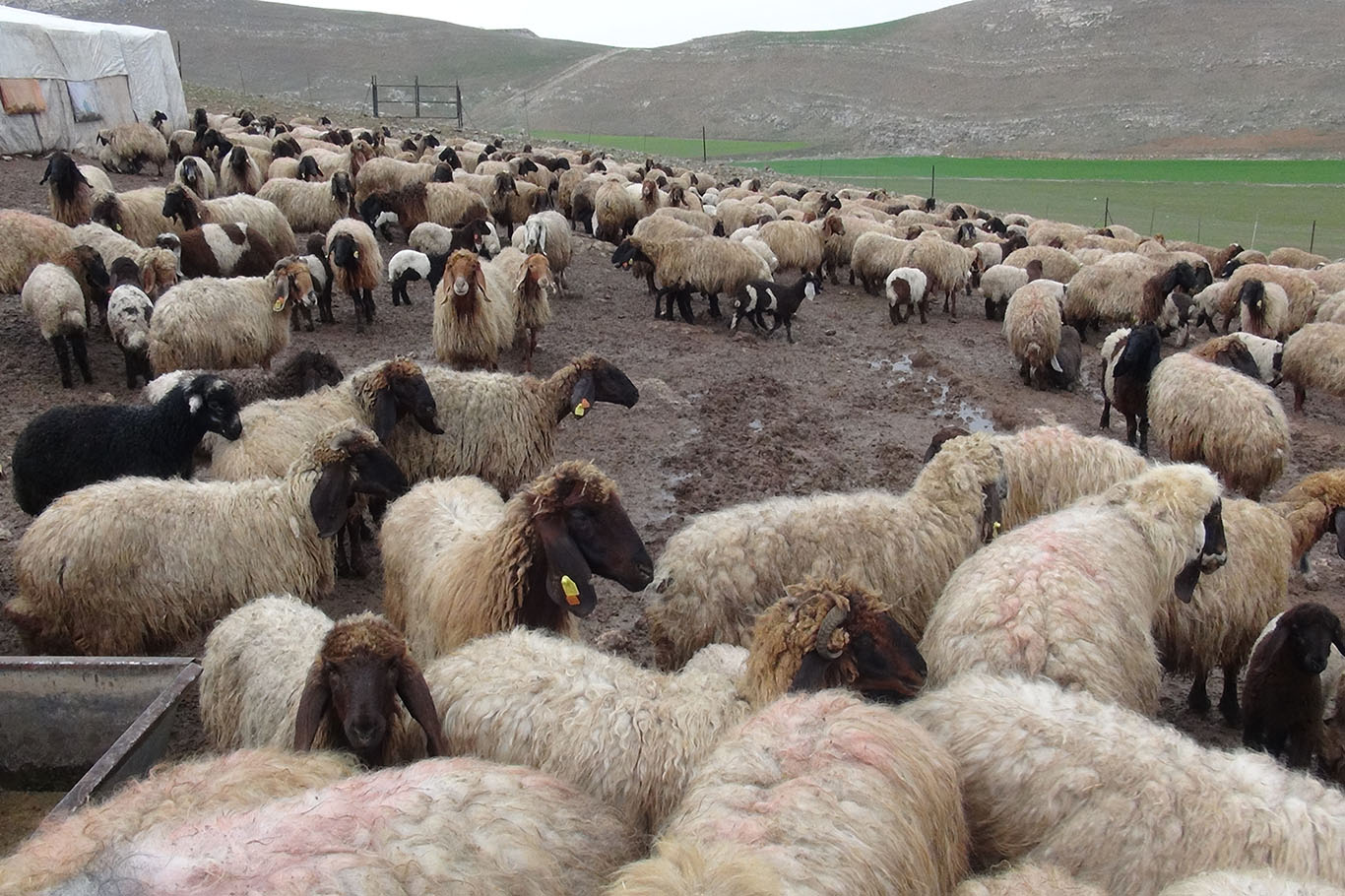 Hayvancılık için seferberlik çağrısı
