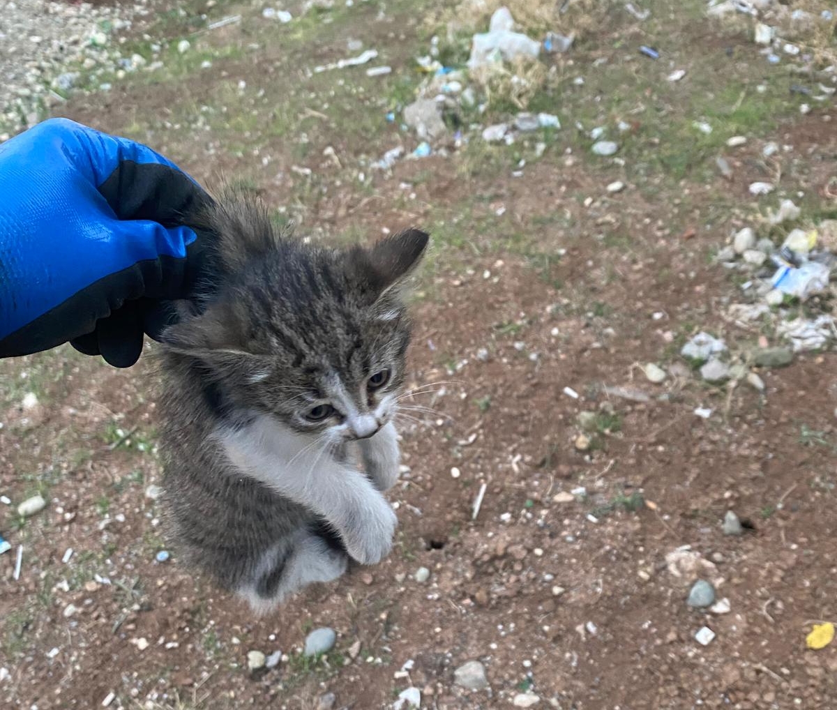 Yavru kedi için seferber oldular